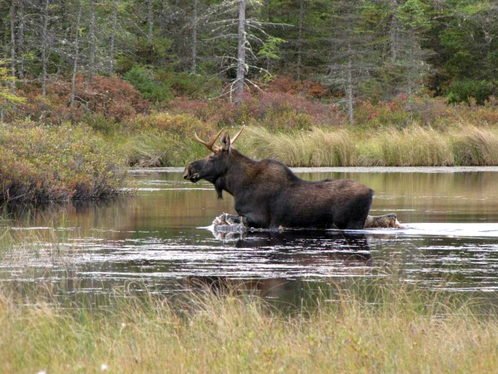 Bull moose in maine.