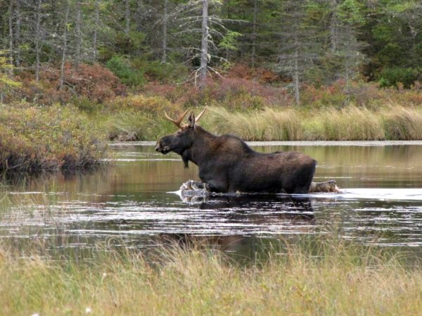 Maine Hunters Enjoy a Banner Year for Bear Hunting, Suffer Low Moose Harvest