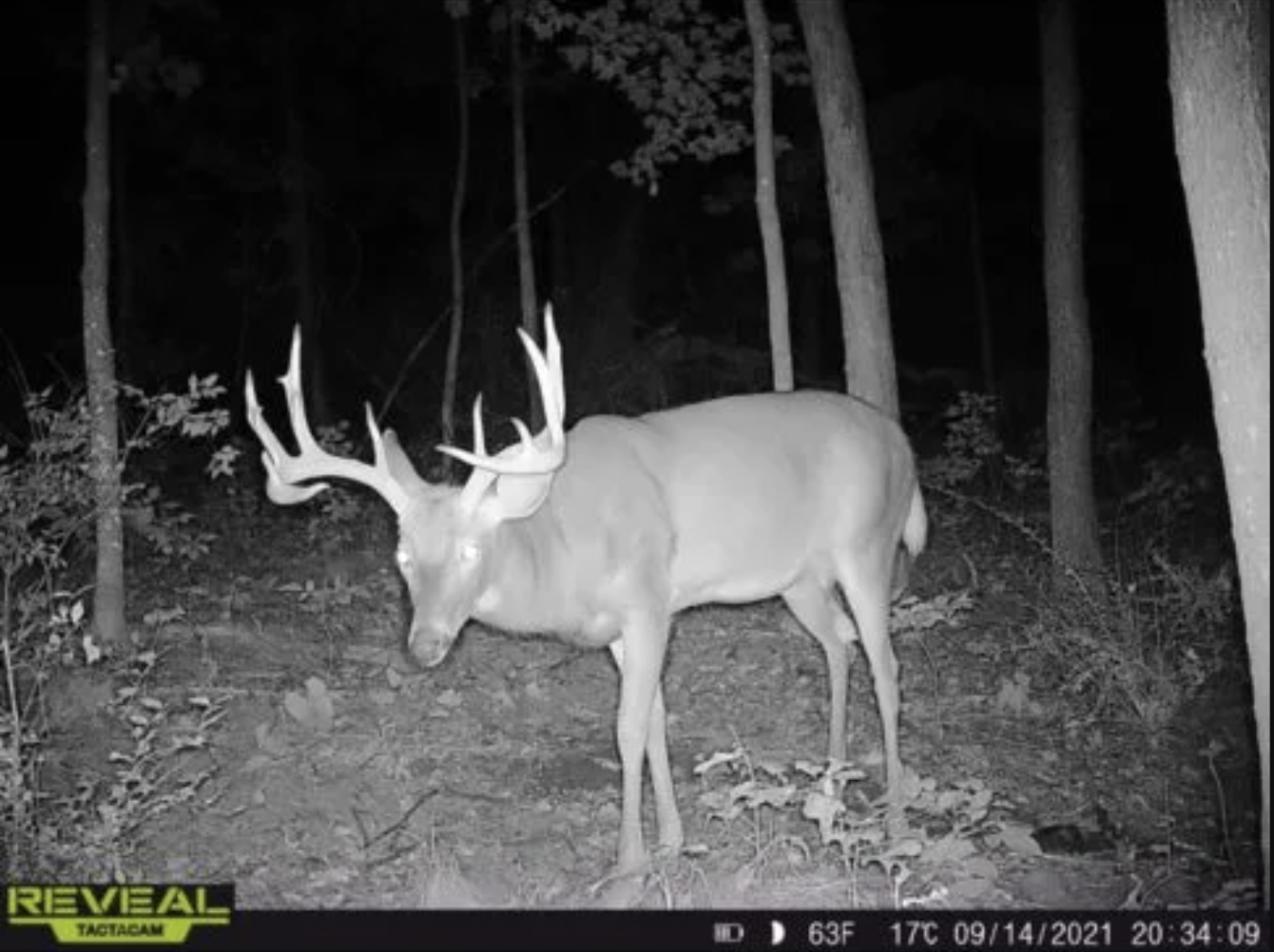 A big typical buck in Wisconsin on trail camera.