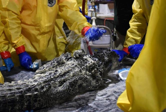 Wildlife Officials Give Dozens of Alligators Baths After Diesel Spill Contaminates Louisiana Wetland