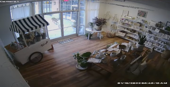 Video: Deer Crashes Through a Window, Wrecking a Flower Shop in Alabama