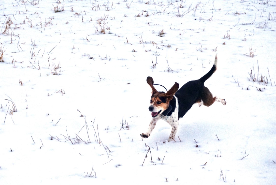 7 Hunting Breeds That Make Great Rabbit Dogs