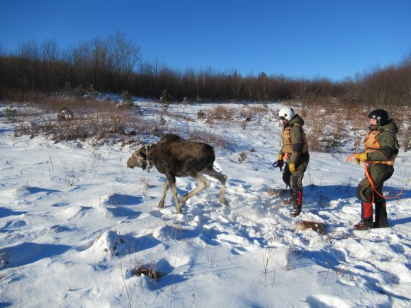 New York Researchers Trying to Determine Why Adirondack Moose Populations Aren’t Growing