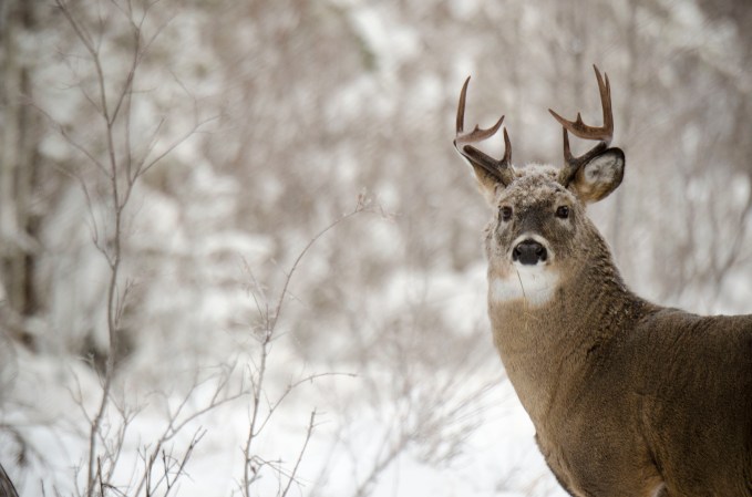 Why Is Deer Hunting in the Northwoods on the Decline? And Will It Ever Rebound?