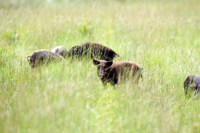 A California State Senator Wants to Make it Easier for Hunters to Kill Wild Pigs