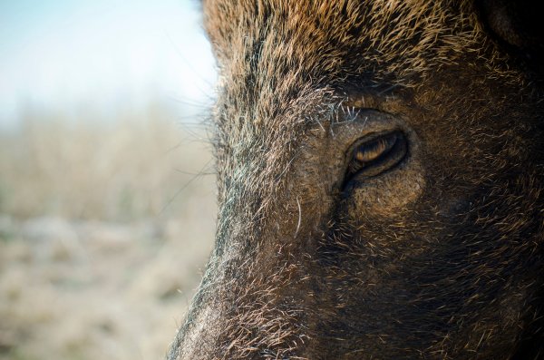 Italian Hunter Killed by Wounded Wild Boar
