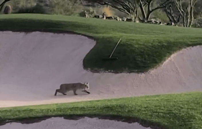Video: Bobcat Spot-and-Stalks Golf Course Ducks in Arizona