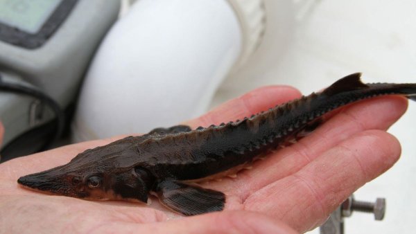 Threatened Lake Sturgeon Are Now Fully Recovered in Most of New York State