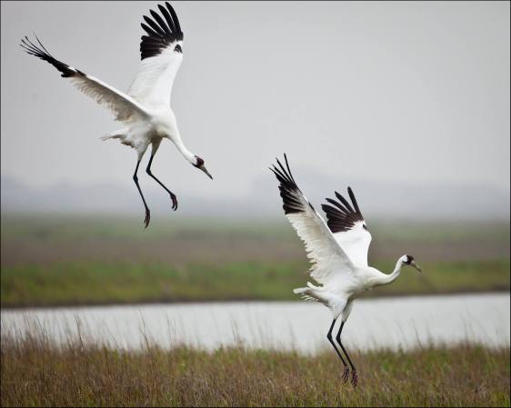 Four Endangered Whooping Cranes Were Killed Mysteriously in Oklahoma. The Case Could Prevent a Sandhill Crane Hunting Season in Wisconsin