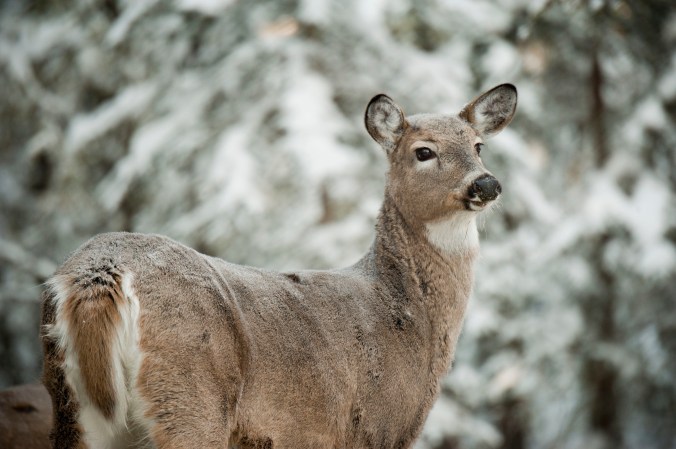 Pennsylvania's Red Tag Program Allows Deer Hunting Into May. Tag Opportunities Could Soon Expand