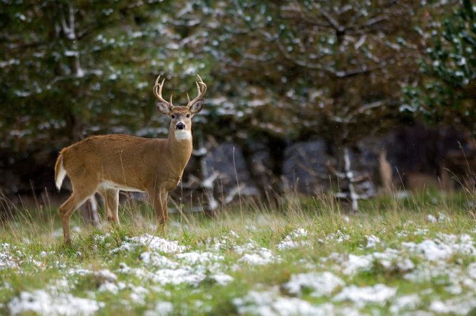 U.S. Deer Hunters Harvested More Bucks Last Season Than Any Season in the Past 21 Years