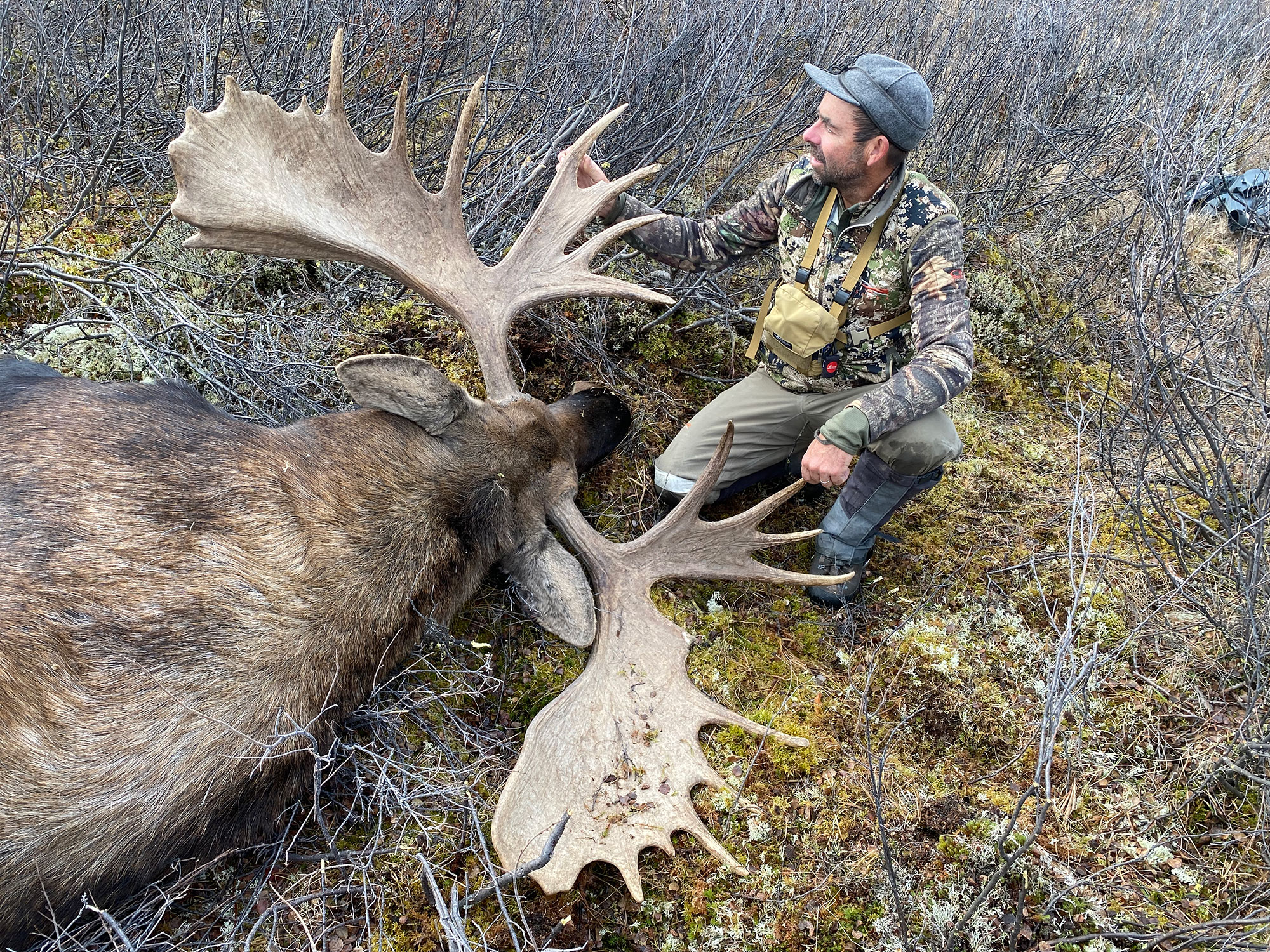 moose hunting yukon