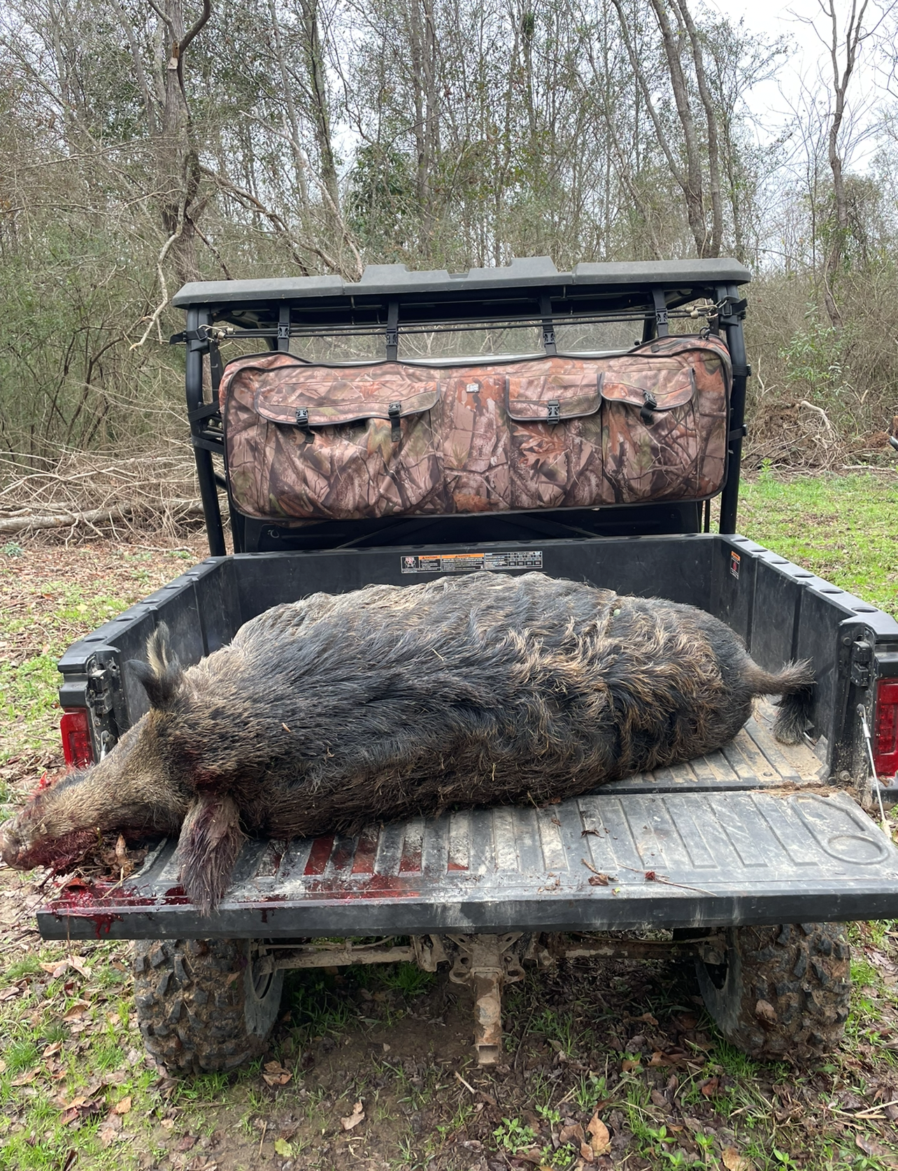 A giant Louisiana wild hog.