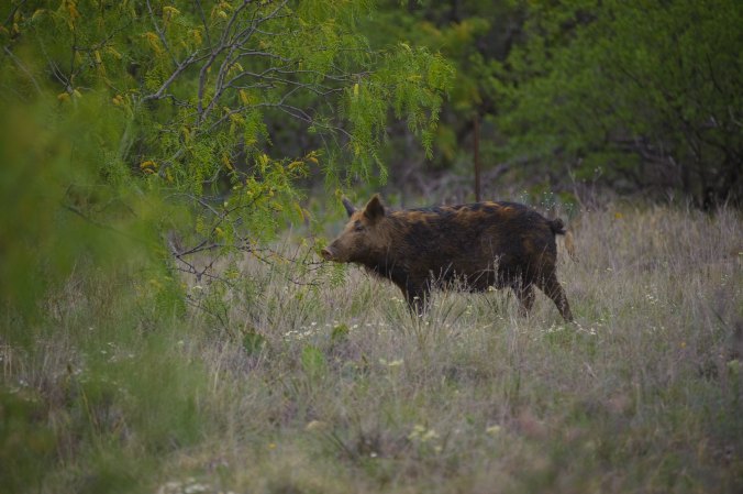 $5 Per Tail: Two Central Texas Counties Are Offering Bounties for Feral Hogs