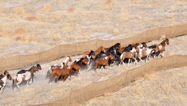 BLM Begins Largest Wild Horse and Burro Gather in History, Offers $1,000 Incentive to Adopt One