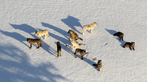 After Hunters Legally Take 23 Wolves That Ranged Outside Yellowstone, Montana to Close Region When 6 More Wolves Are Taken