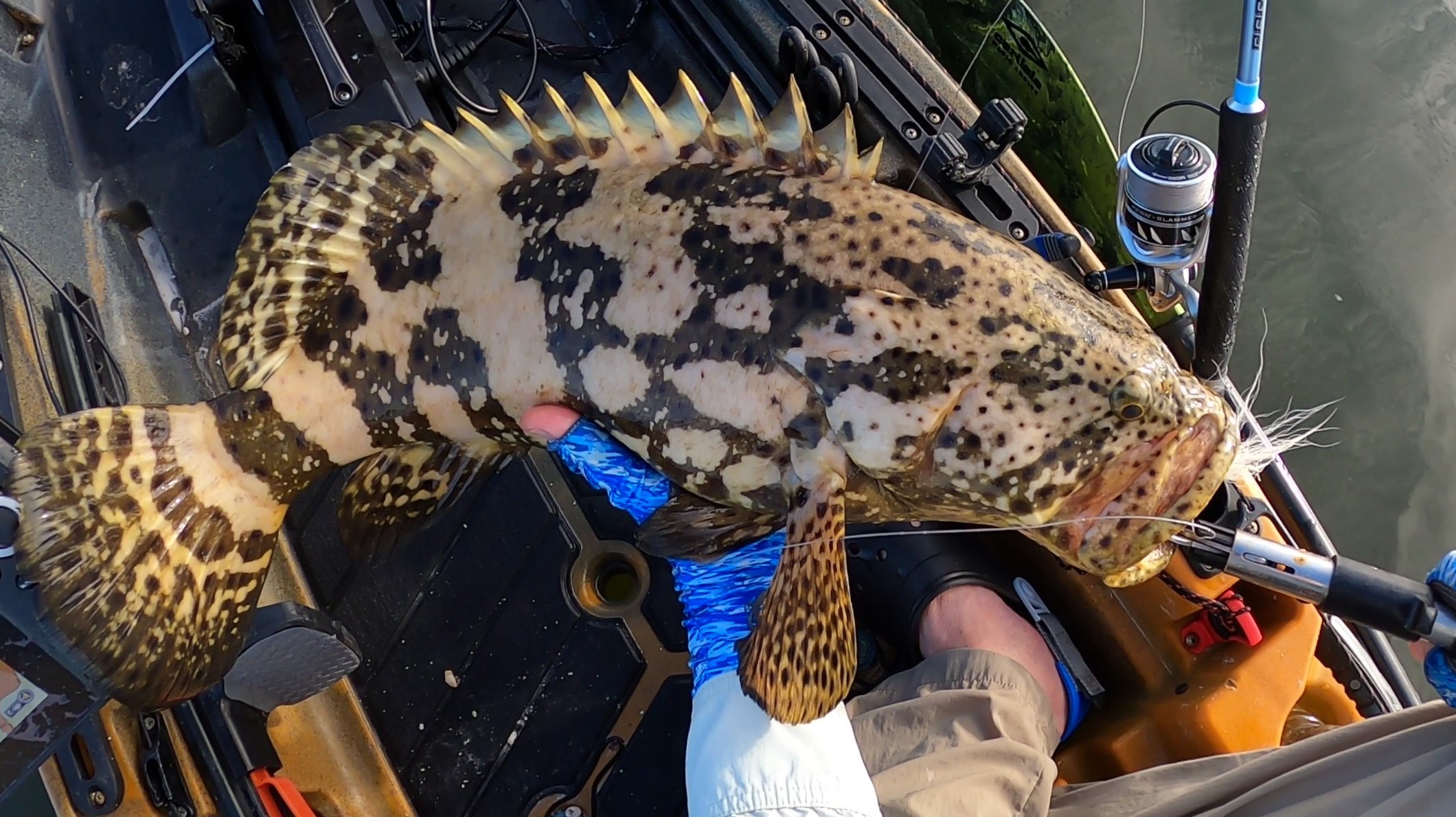 Grouper fish caught from a kayak on the Penn Slammer IV DX