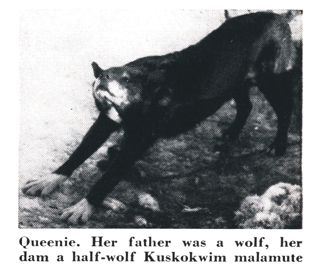 An old black and white magazine photo of Frank Glaser's wolf-dog hybrid stretching.
