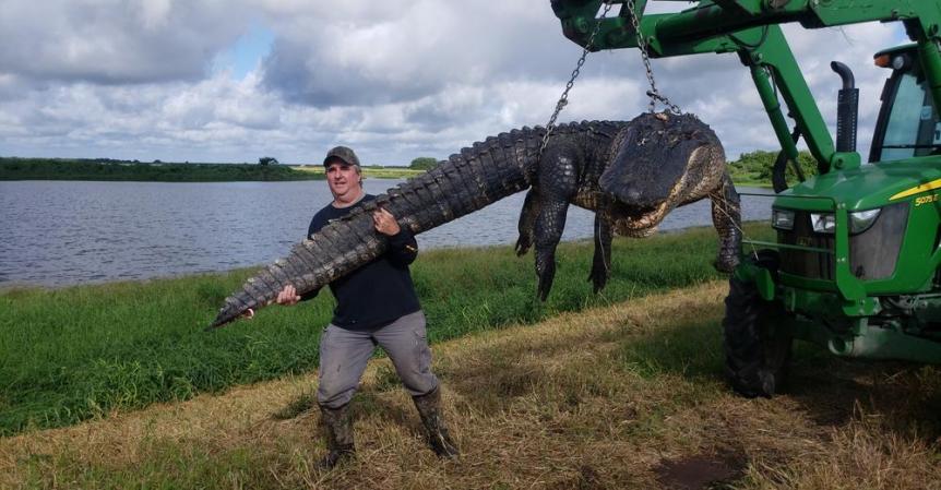 900-Pound Cattle-Eating Gator Killed in South Florida