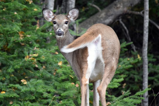 South Dakota Man Fined $13,300 for Poaching 14 Deer Because They Were Eating His Pine Trees