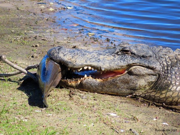 Photos: Giant Florida Gator Eats a Trophy Snook