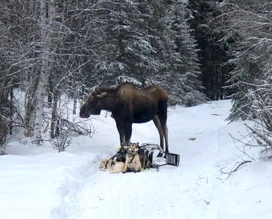 "He Was Charging Full Speed Right at Me." The Alaskan Musher Attacked by a Moose Shares Her Story