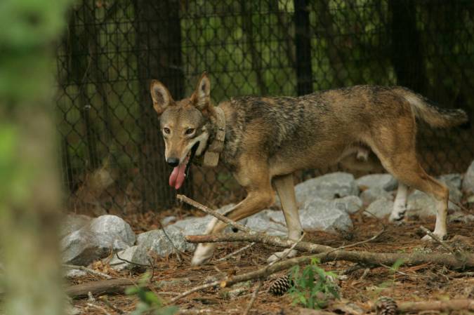 USFWS Will Release Nine Red Wolves on North Carolina National Wildlife Refuges