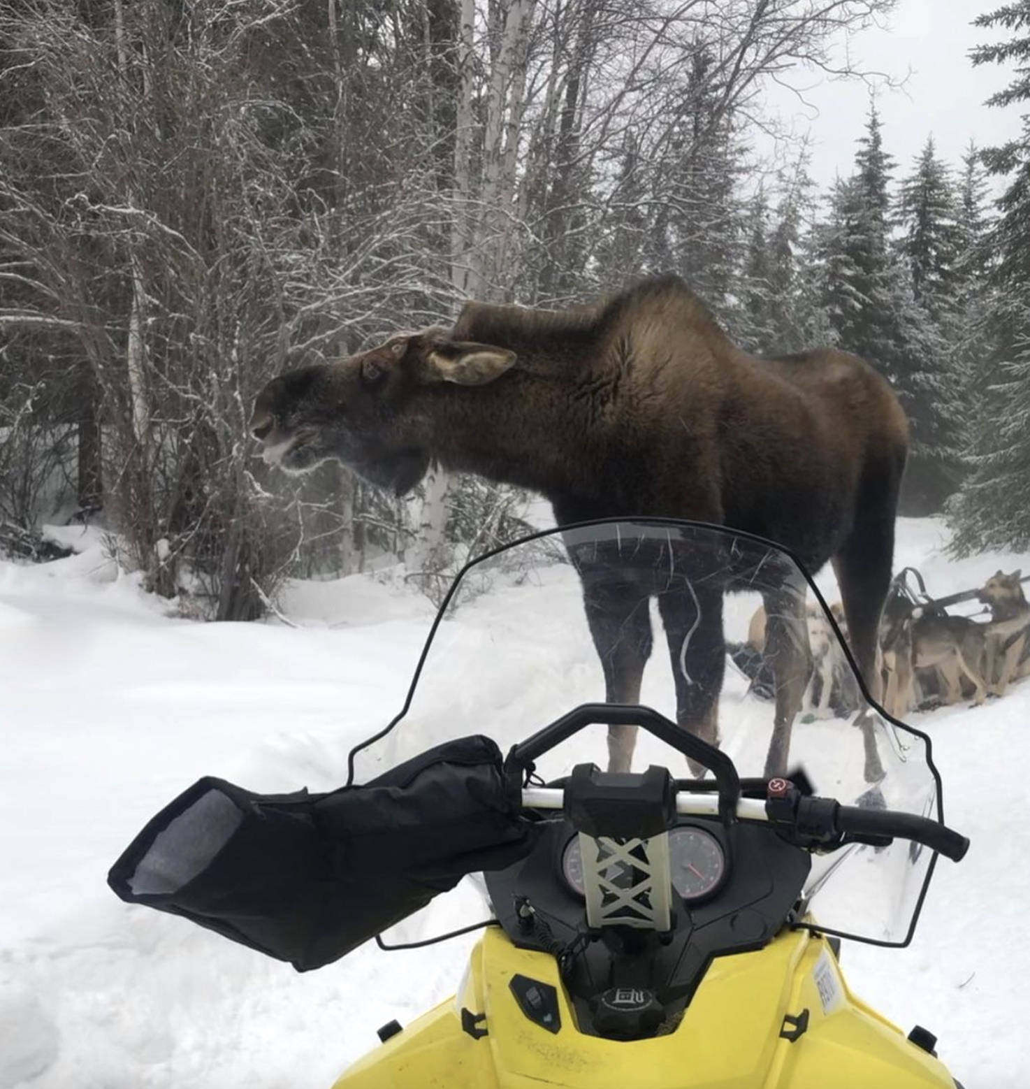 Sled dog team attacked by moose.