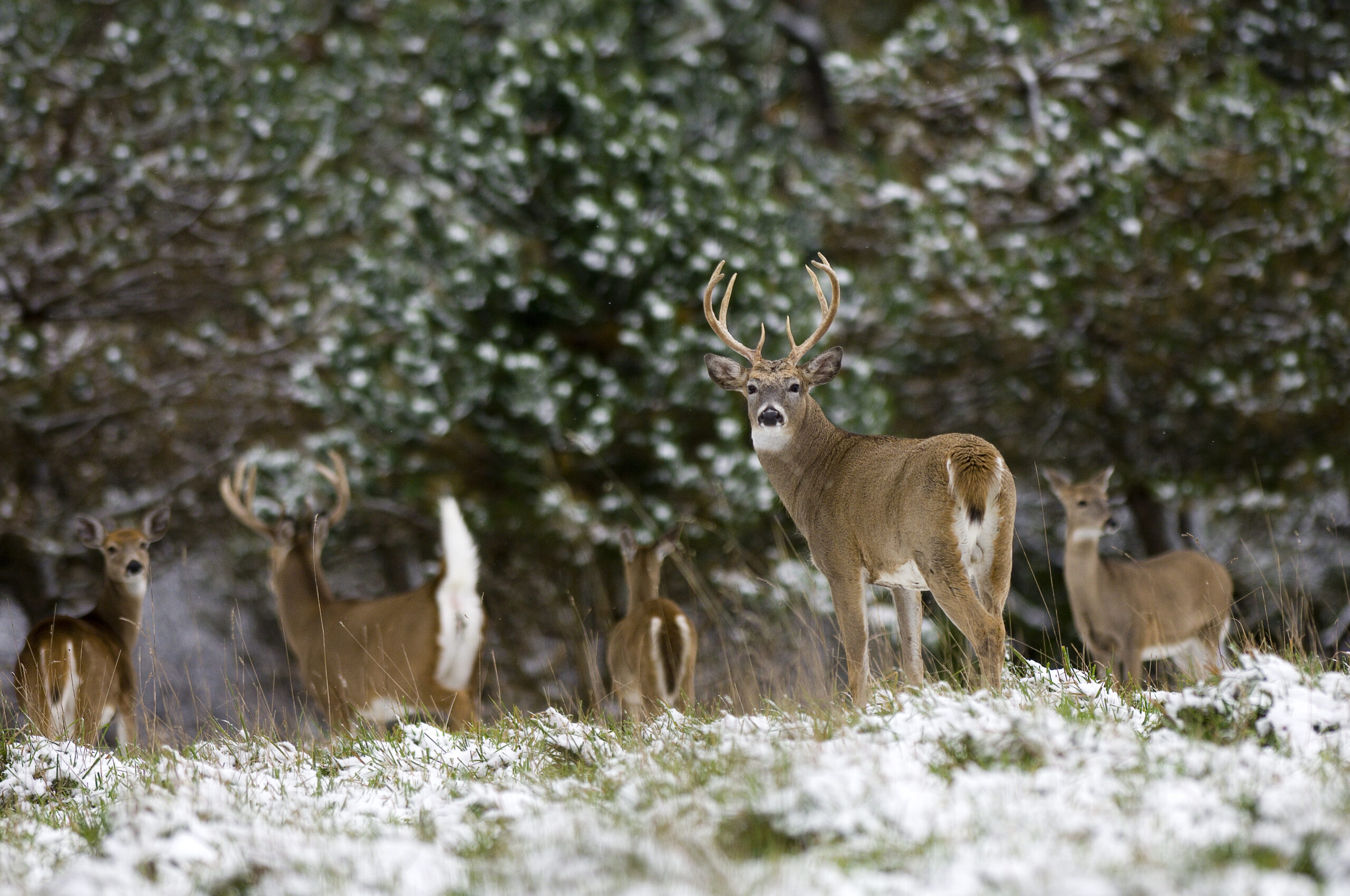 Whitetail deer in the Midwest, where many deer hunters live.