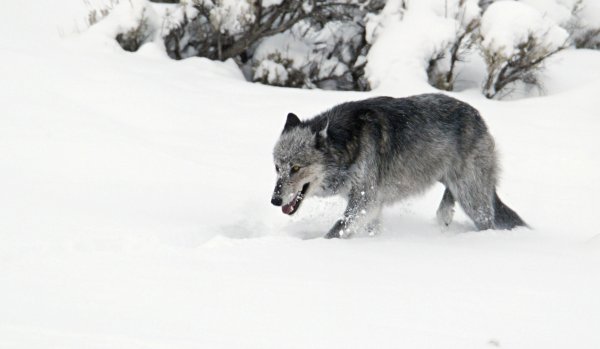 Judge Orders Federal Protections to be Restored for Gray Wolves