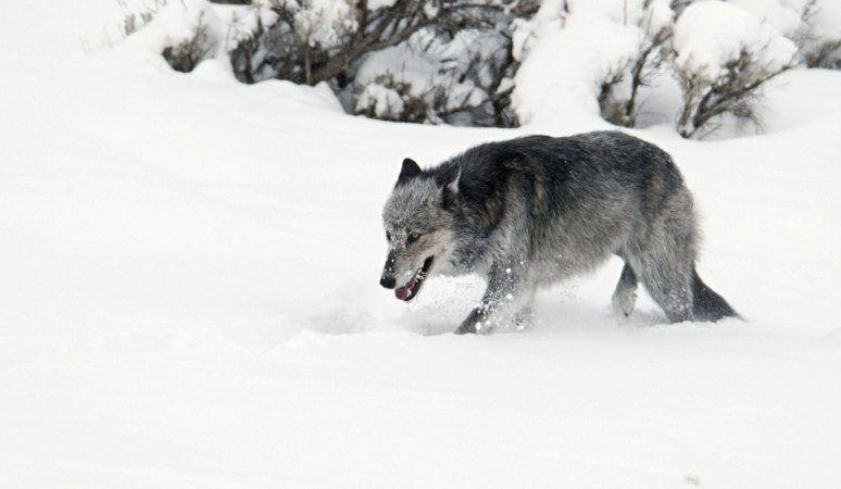 Judge Orders Federal Protections to be Restored for Gray Wolves