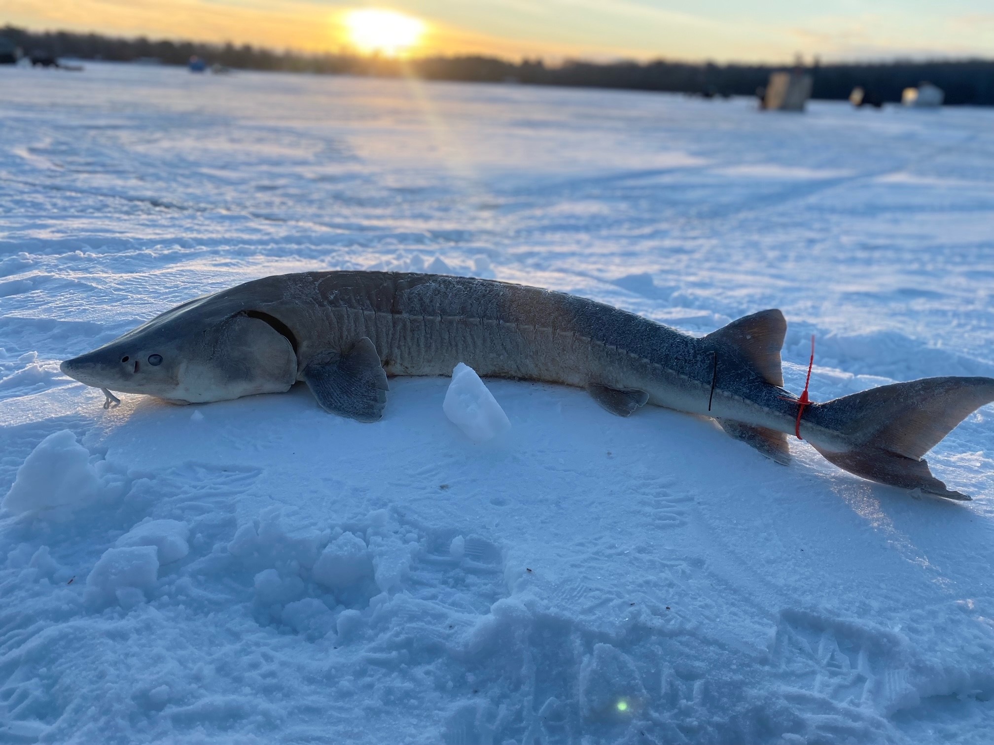 Michigan sturgeon on the ice.