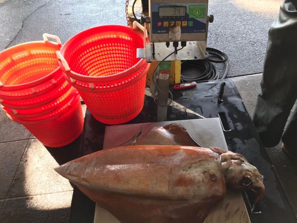 Hawaiian Commercial Fisherman Thinks He Caught a State-Record Diamondback Squid