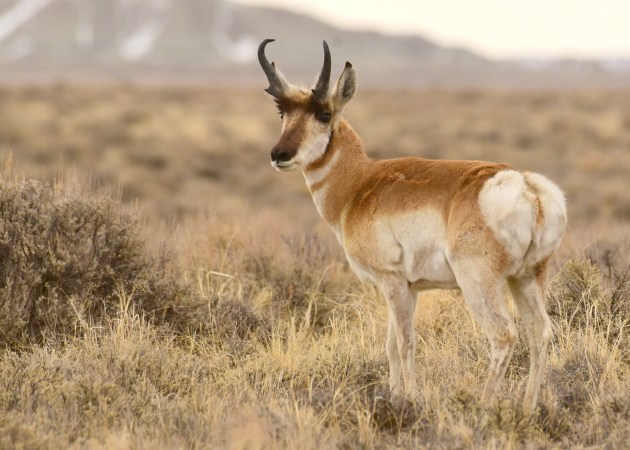 Wyoming Rancher Busted for Selling Poached Pronghorn and Mule Deer as Beef Jerky