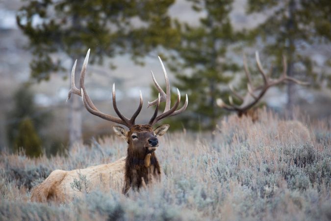 Lying About Their Utah Residency for Better Tags Cost These Hunters Thousands—Plus Felony Charges for Fraud