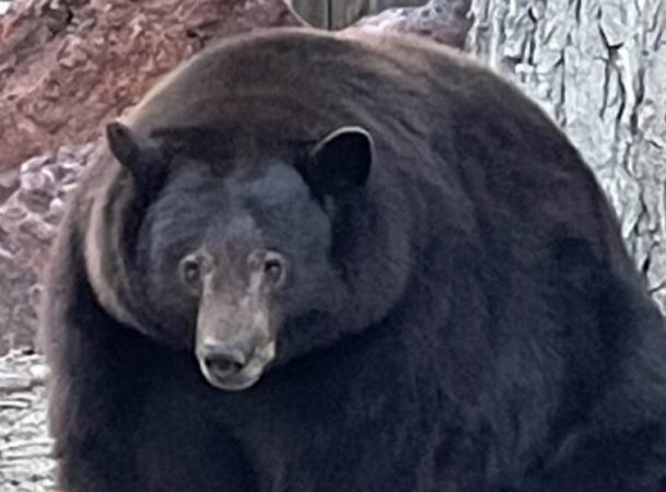 Wildlife Officials Want to Euthanize a California Black Bear That’s Damaged 38 Properties. Bear Advocates Want to Send It to Colorado