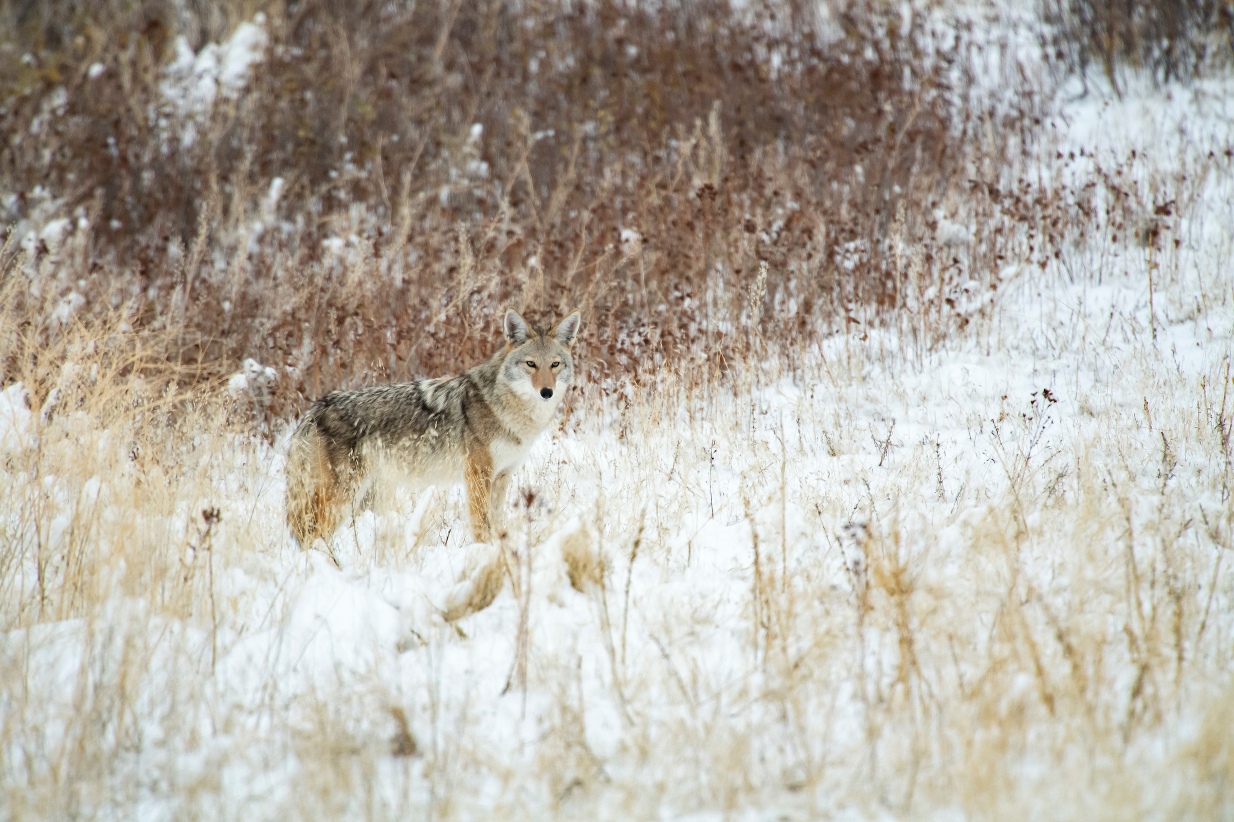 coyote in Montana