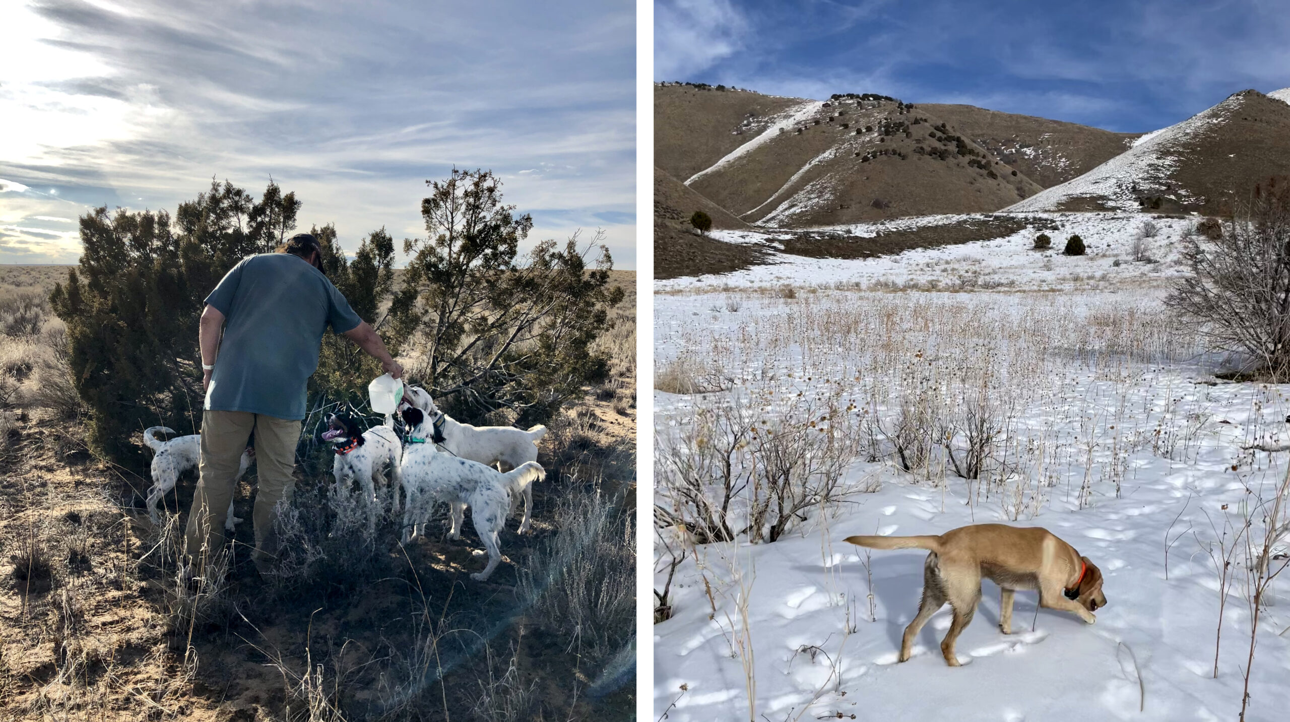 Hunting dogs may encounter coyote snares out West.