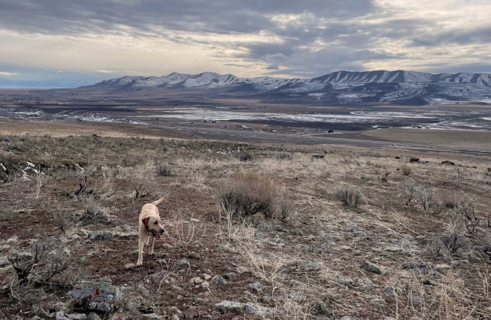 Do We Need to Better Regulate Coyote Trapping in Order to Save It—and Save Our Bird Hunting Dogs?