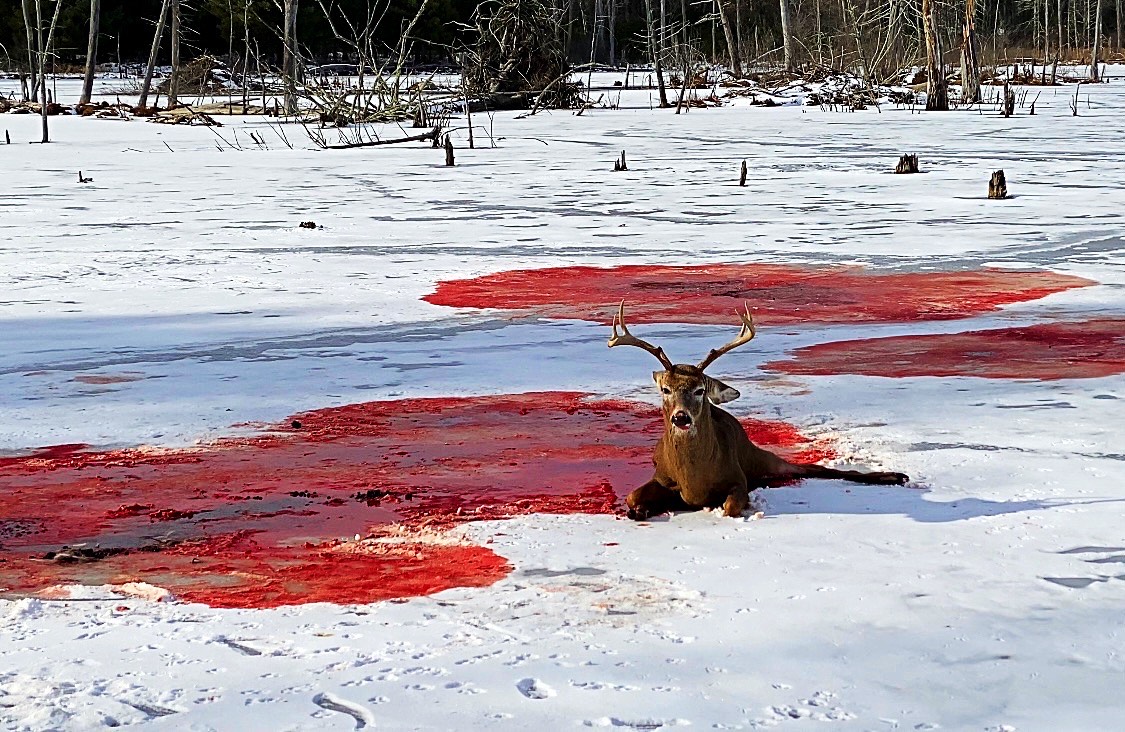 coyote-buck kill massachusetts