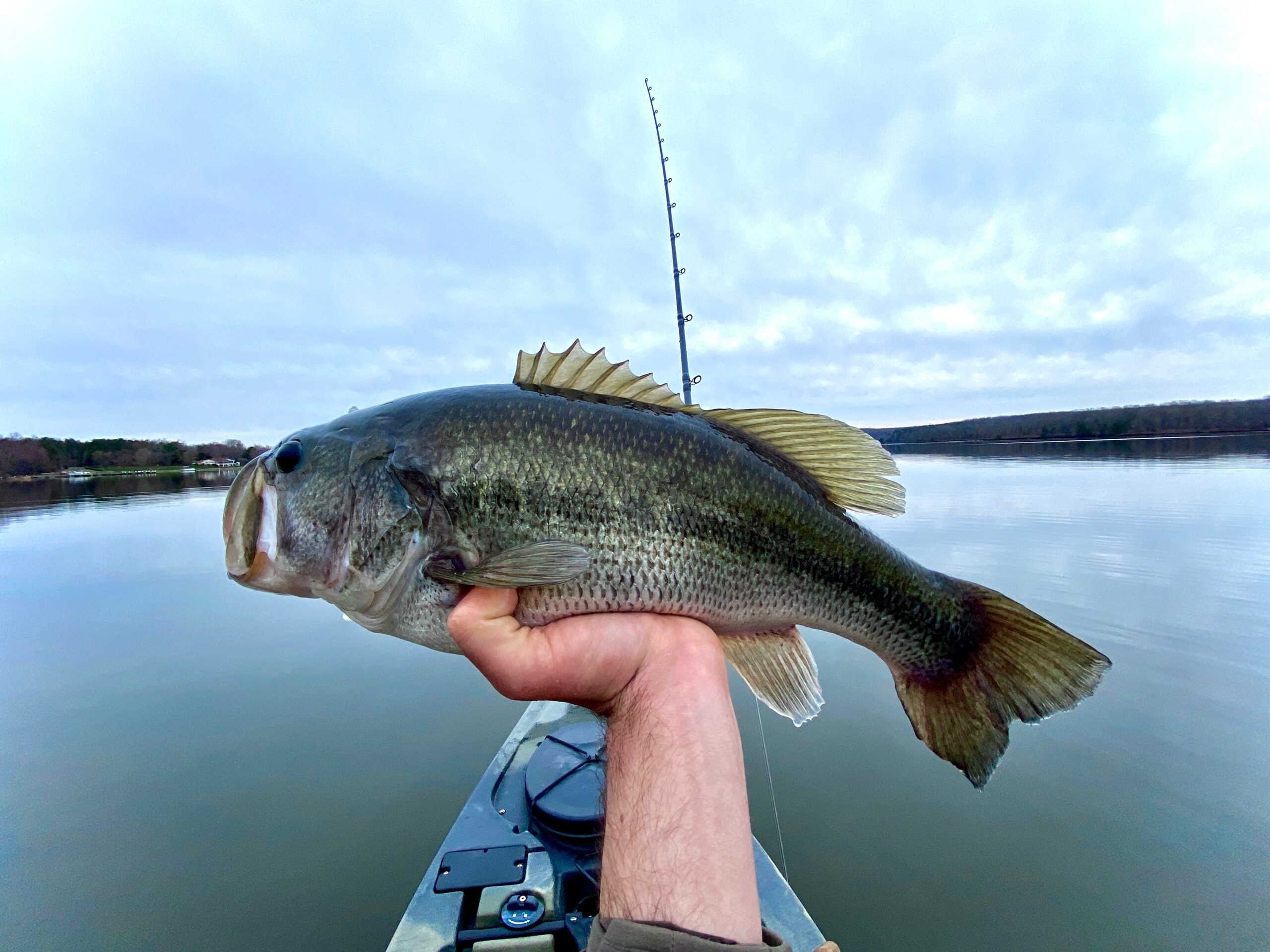 bass with a swimbait
