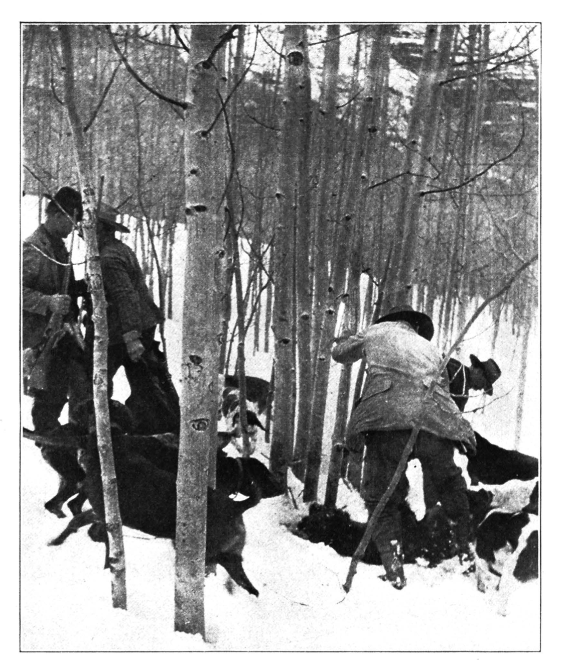 Roosevelt's successful bear hunt in Colorado.
