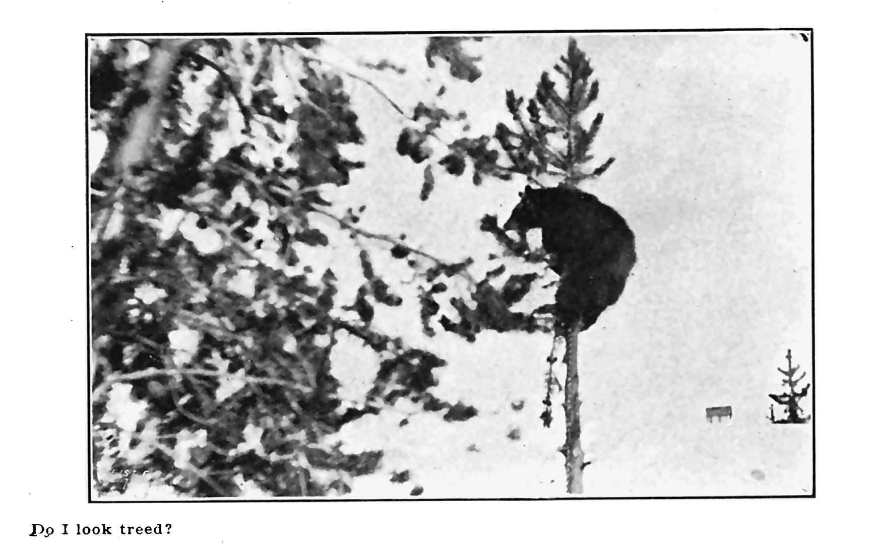 A black bear in a tree on Roosevelt's hunt.