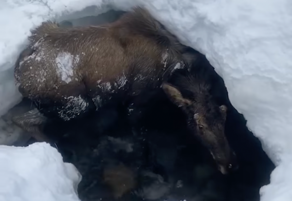 Video: Alaska Snowmachiners Rescue Bull Moose That Fell Through the Ice