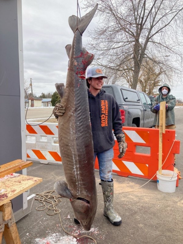 Giant Sturgeon Speared on Lake Winnebago Is One of the Biggest of All Time