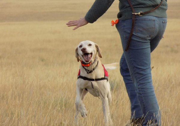“Working Dogs for Conservation” Is Training Rescues to Sniff Out Conservation Problems