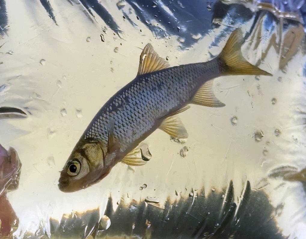 Research Program Aims to Grow Golden Shiners Faster