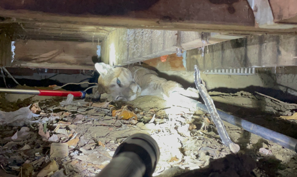 Colorado Officials Dart and Relocate a Mountain Lion Discovered Under a Porch in Boulder