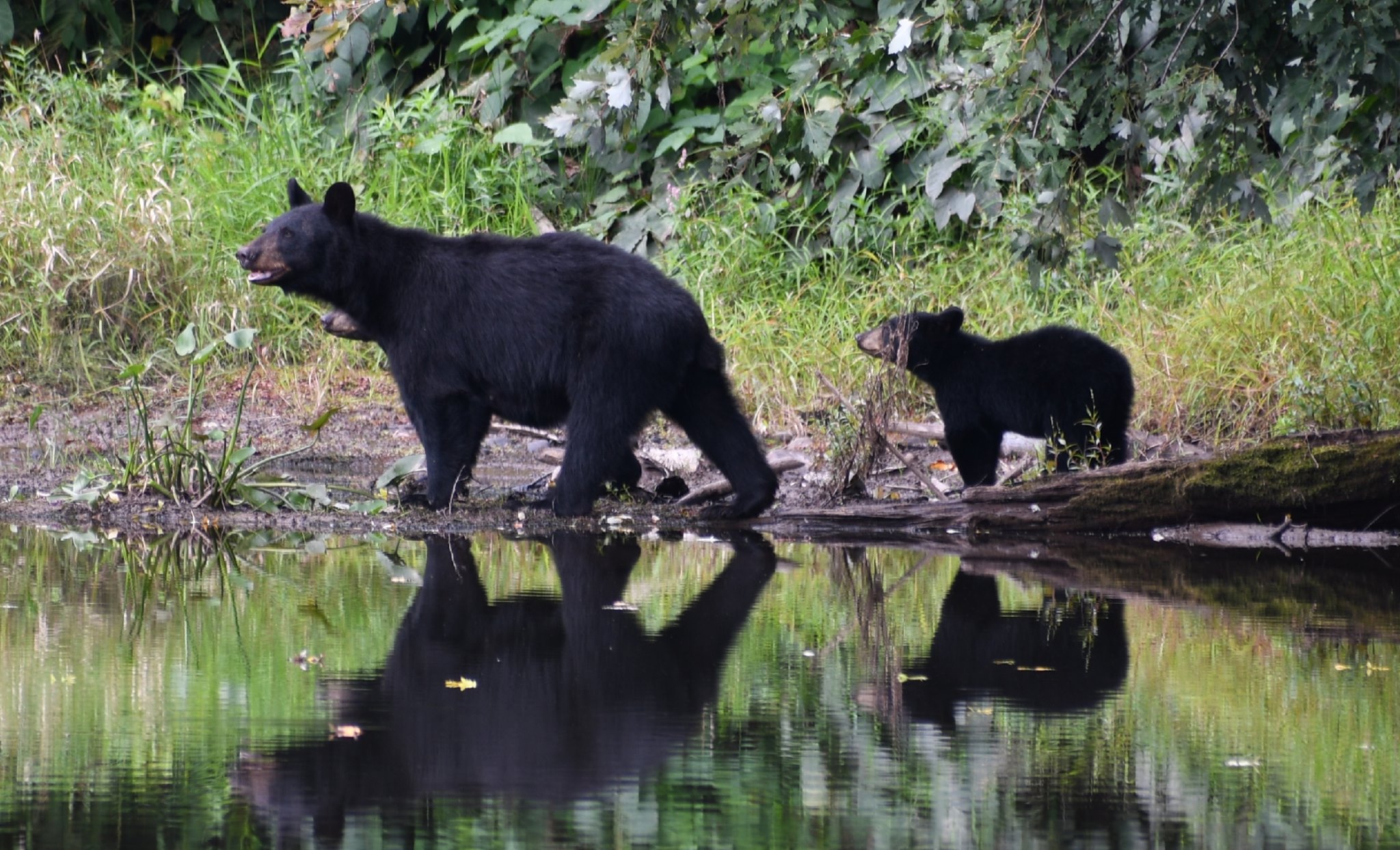black bears at delaware water gap