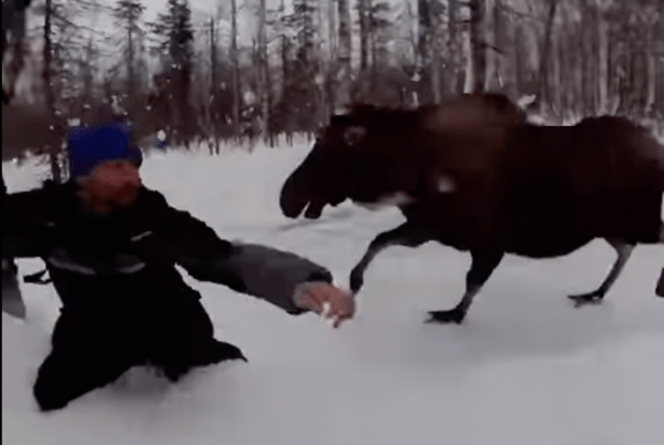 Watch: Wiener Dog Saves Owner from Charging Moose, Another Moose Attacks a Dogsled Team
